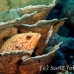 grouper_bluespotted_vr_h_0705_png0961.jpg